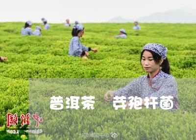 普洱茶 芽孢杆菌/2023041078383